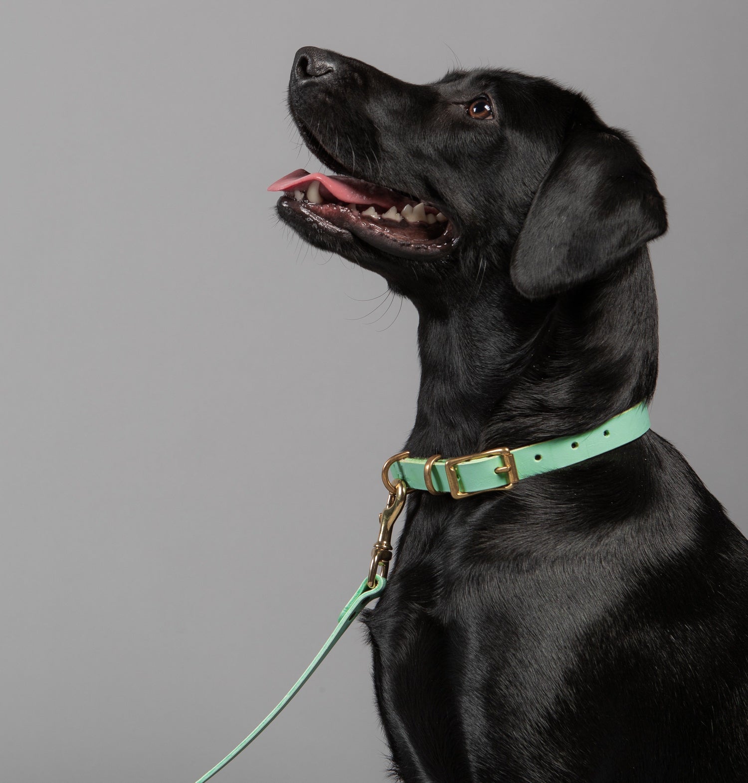 Pet Accessories