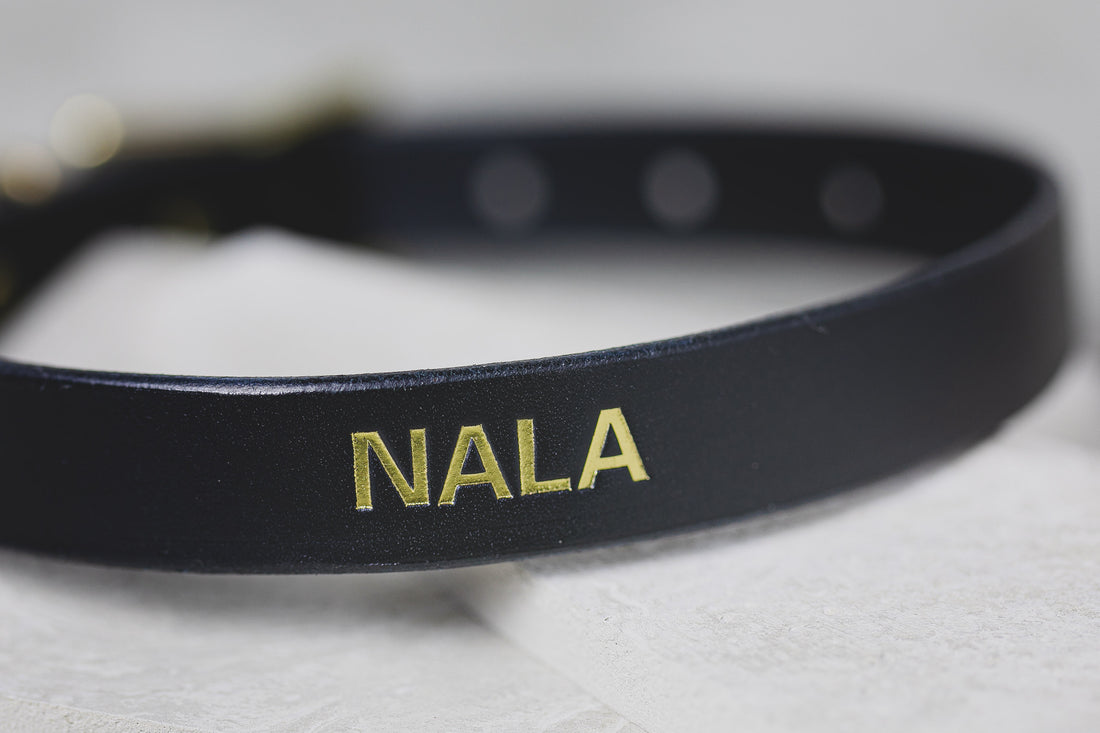 Leather Dog collar